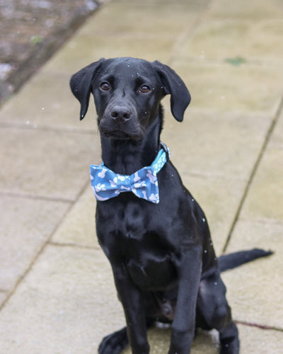 Blue Paws Off Print Bow